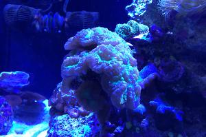 Candy Cane Coral Thumbnail