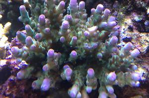 Acropora Loripes Thumbnail