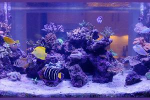 Shardys Reef Tank Thumbnail