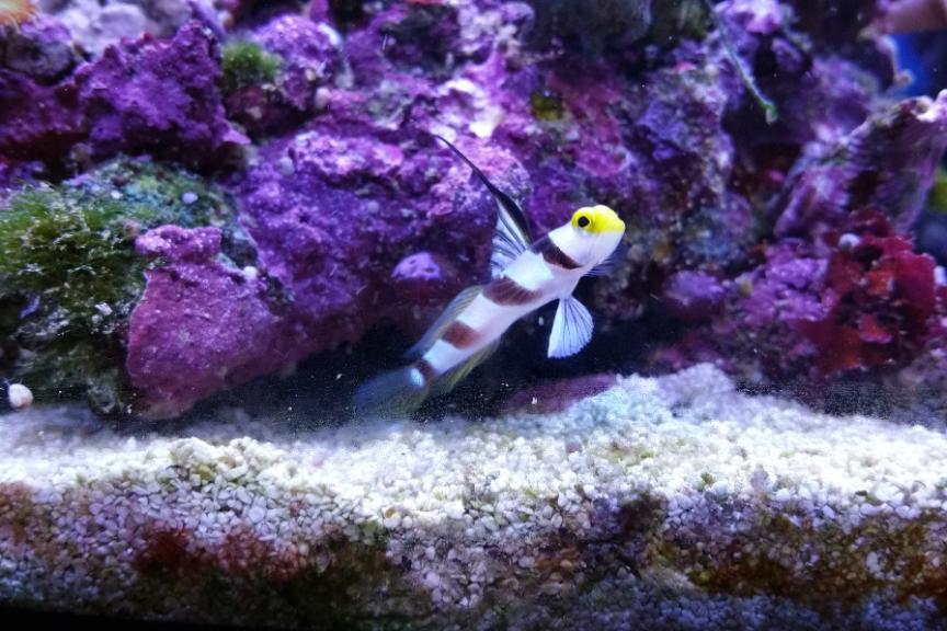 Hi Fin Red Banded Goby / Stonogobiops nematodes 79