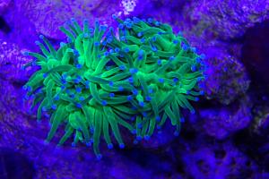 20g Reef Tank Thumbnail