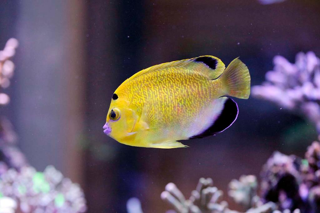 Goldflake Angelfish / Apolemichthys xanthopunctatus 11