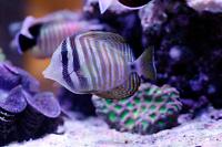 Sailfin Tang Thumbnail