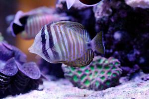 Sailfin Tang Thumbnail