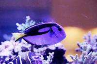 Regal Hippo Tang Thumbnail