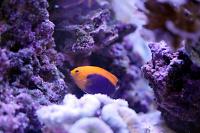 Fireball Flameback Angelfish Thumbnail