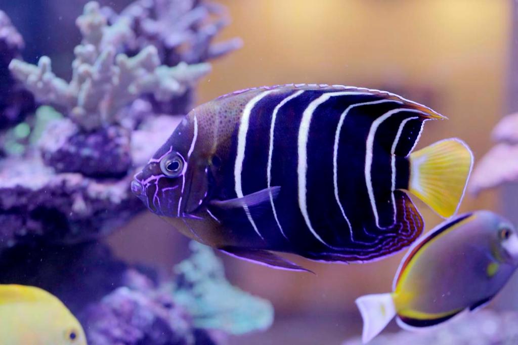 Chrysurus Angelfish / Pomacanthus chrysurus 2