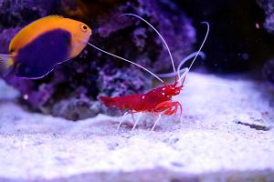 Blood Red Fire Shrimp