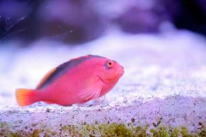 Flame Hawkfish