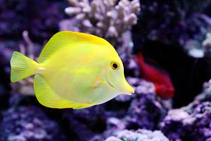 Yellow Tang