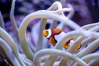 Orange Clownfish Thumbnail