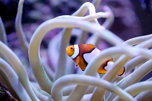 Orange Clownfish