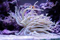 Condy Anemone Thumbnail