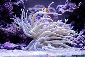 Condy Anemone