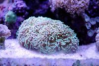 Green Hammer Anchor Coral Thumbnail