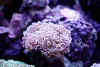 Pink Hammer Anchor Coral Thumbnail