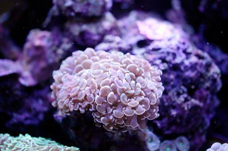 Pink Hammer Anchor Coral Thumbnail