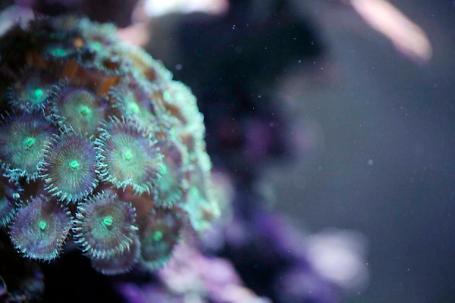 Large Green Zoas Thumbnail