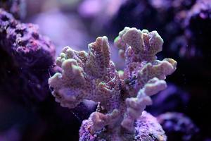 Montipora confusa Thumbnail