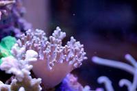 Cabbage Leather Coral Thumbnail