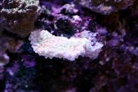 Light Idaho Grape Montipora