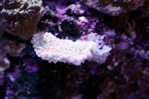 Light Idaho Grape Montipora