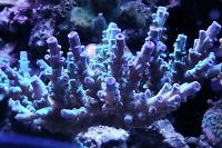 Acropora Turaki Thumbnail