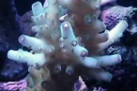 Acropora Loripes Thumbnail