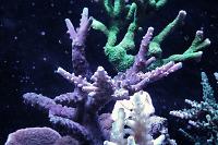 Acropora hoeksemai Thumbnail