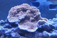 Smooth Encrusting Montipora Coral Thumbnail