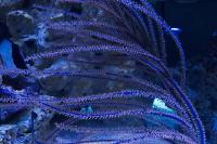 Purple Plume Gorgonian Thumbnail