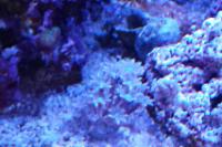 Glove Polyp Thumbnail