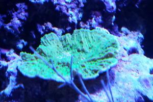 Green Leaf Plate Montipora