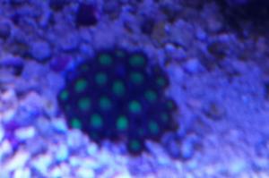 Green Zoanthid