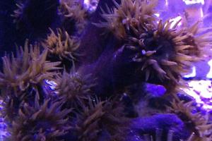 Tube Coral Black Thumbnail