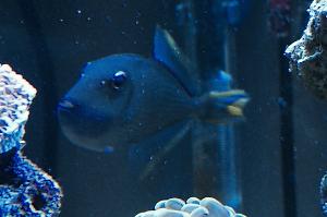 Blue Throat Triggerfish Thumbnail