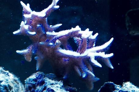 Acropora Coral Thumbnail