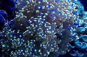 Frogspawn Coral - Branched Thumbnail