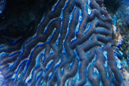 Brain Worm Platygyra Coral Thumbnail