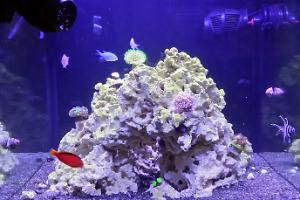 My Aquarium 27 Thumbnail