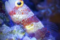 Wheeler's Shrimp Goby