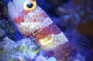 Wheeler's Shrimp Goby Thumbnail