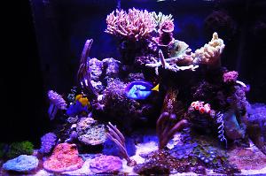 Mocchaccino's Mixed Community Reef Thumbnail