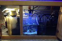 Updated Under Cabinet Layout & Refugium