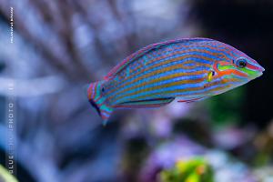 Melanurus Wrasse Thumbnail