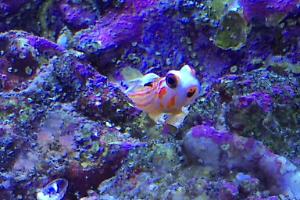 Yasha White Ray Shrimp Goby Thumbnail