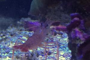 Peppermint Shrimp Thumbnail