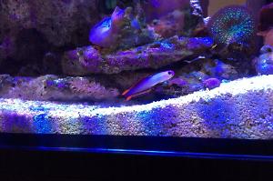 Purple Firefish Thumbnail