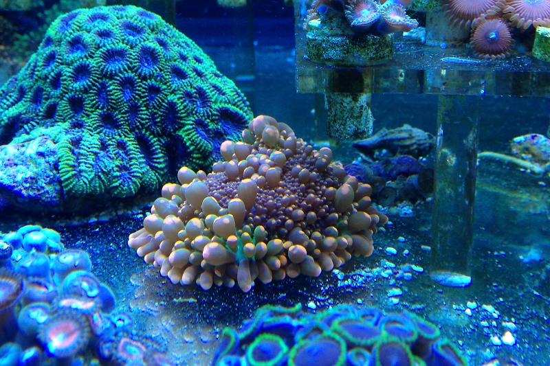 Deep blue 80g Thumbnail