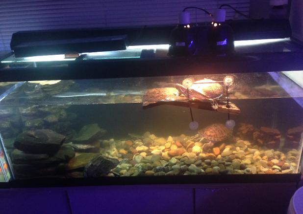 New Turtle Set up